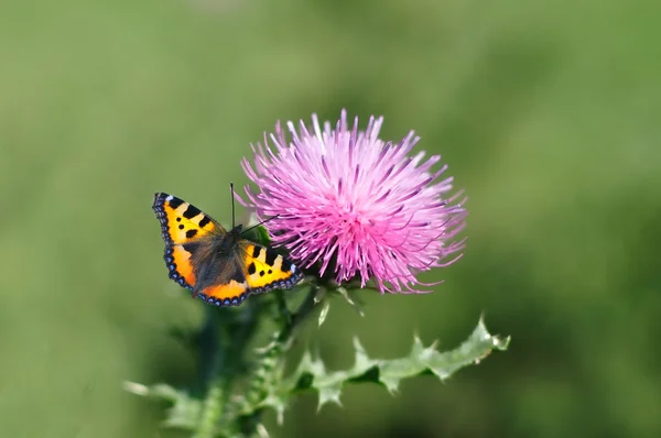 Papillon monarque, Danaus plexippus, se nourrissant d'un chardon-Marie — Photo