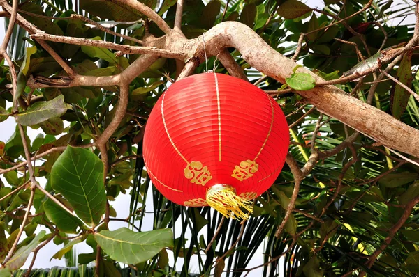 Lanterna estilo chinês pendurado em ambiente tropical — Fotografia de Stock