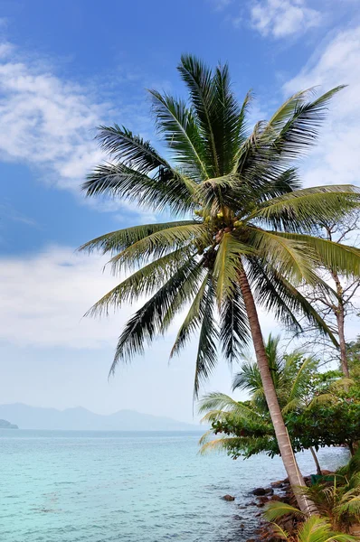 Palm en strand — Stockfoto