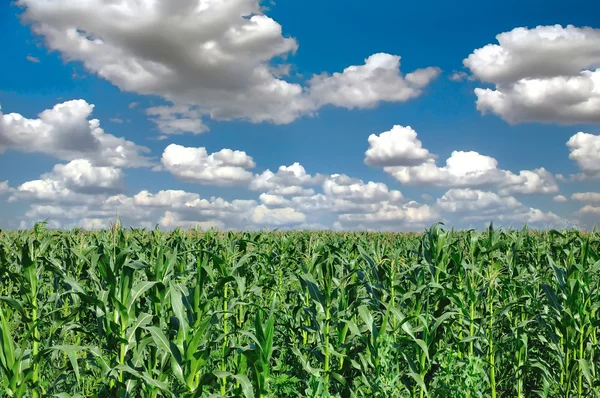 Agricultural landscape of corn field — Stock Photo, Image
