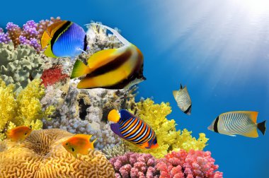 Photo of a coral colony on a reef top clipart