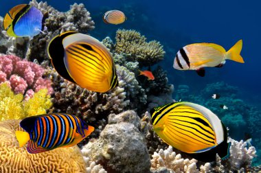 Polyp Butterflyfish, Red Sea, Egypt clipart