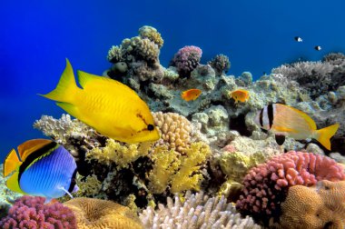 mercan kedisi (siganus corallinus) red Sea, Mısır.