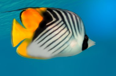 Threadfin butterflyfish (Chaetodon auriga) and coral reef, Red S clipart