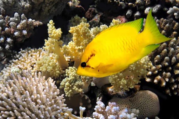 Кораловий кролик ( гігантський кораллін ) — стокове фото