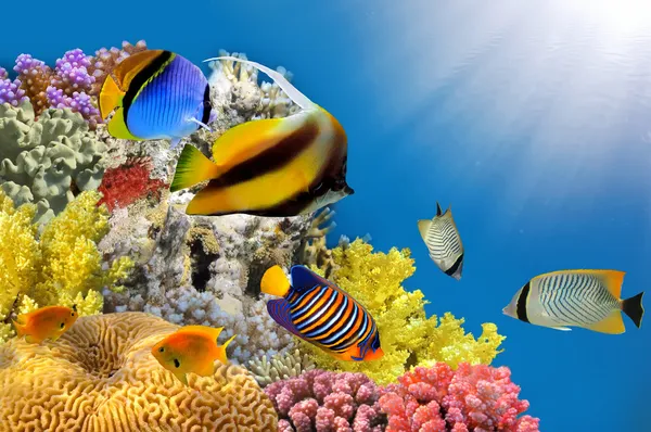 Photo of a coral colony on a reef top — Stock Photo, Image