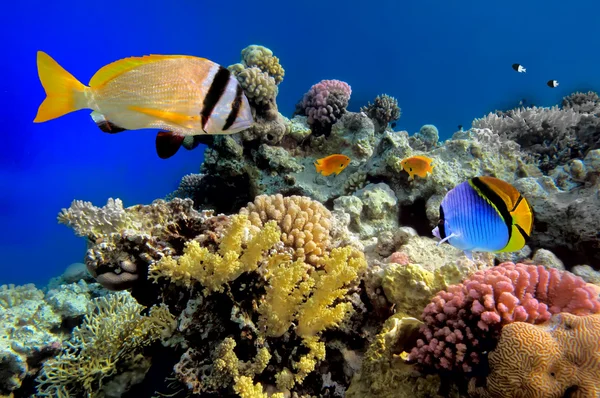 Tropikalne ryby — Zdjęcie stockowe