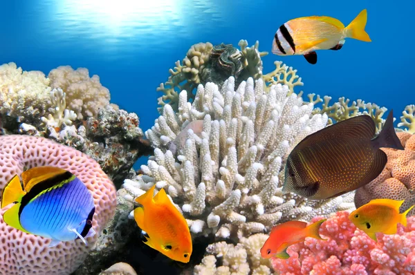水下生活的硬珊瑚暗礁，红海、 埃及 — 图库照片