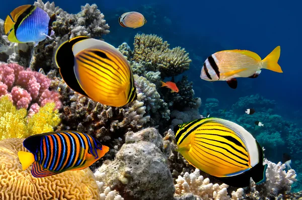 Polyp butterflyfish, Rudé moře, egypt — Stock fotografie