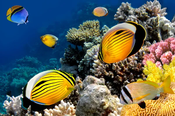Polip butterflyfish, red sea, Mısır — Stok fotoğraf