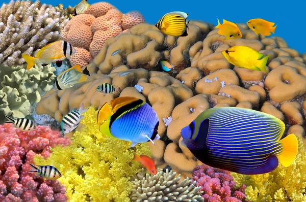 Foto de una colonia de coral en un arrecife, Egipto — Foto de Stock