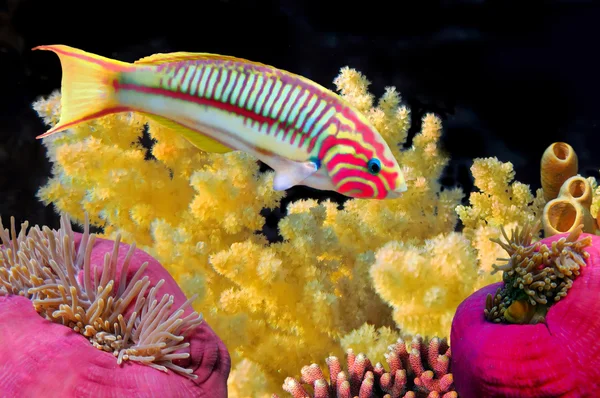 Рибки коралові thalassoma klunzingeri (klunzinger, wrasse — стокове фото