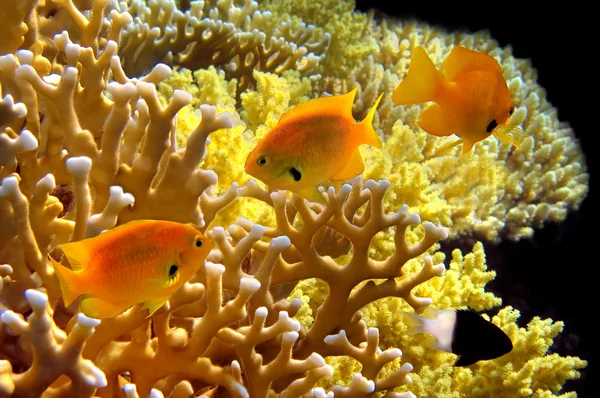 stock image Sulphur Damsel above corals