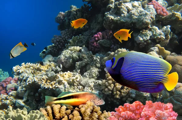 Фото коралловой колонии на рифе, Египет — стоковое фото