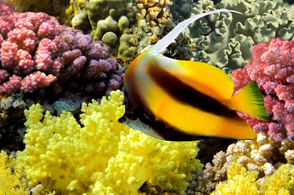 Pennant coralfish (Heniochus acuminatus) — Stock Photo, Image