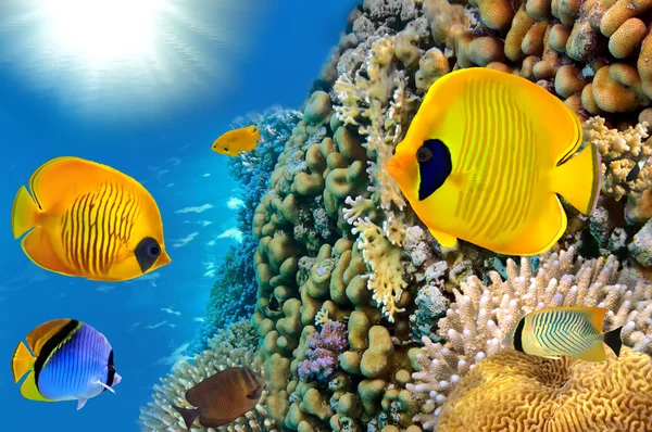 Foto de uma colônia de corais — Fotografia de Stock