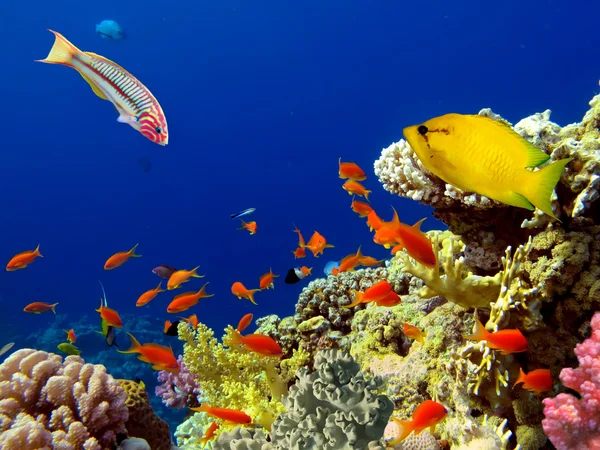 ヤマブキベラ Klunzingeri (Klunzinger のベラ) とコーラのサンゴ礁の魚たち — ストック写真