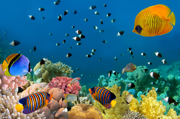 Marine life. Red Sea, Egypt.