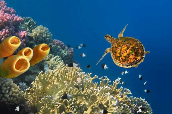 龟和黄管海绵 — 图库照片