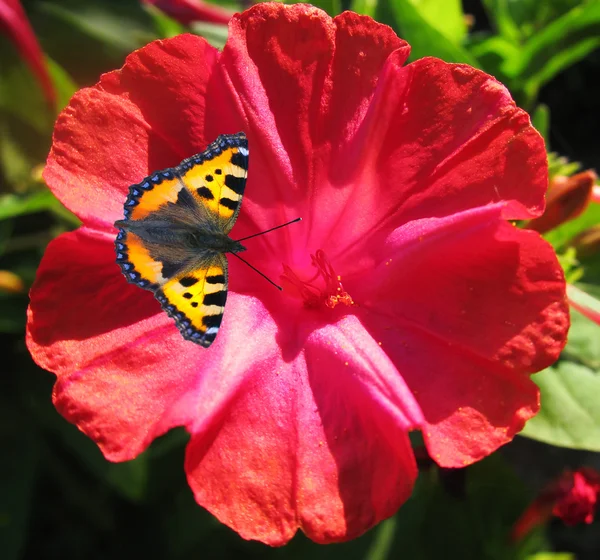 Rusałka pawik na kwiat mirabilis — Zdjęcie stockowe