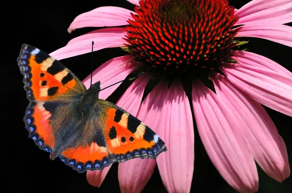 Πεταλούδα και echinacea purpurea — Φωτογραφία Αρχείου