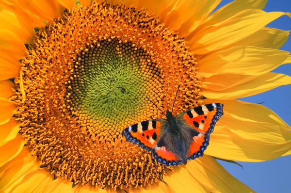 Pfauenauge auf Sonnenblume vor blauem Himmel — Stockfoto