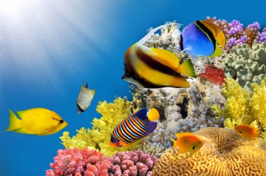 Photo of a coral colony on a reef top clipart