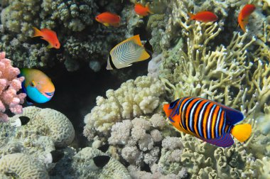 Coral fish clipart