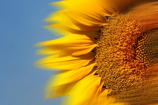 Světlé slunečnice — Stock fotografie