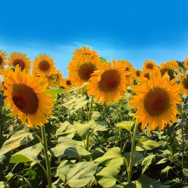Pěkný slunečnice pole — Stock fotografie