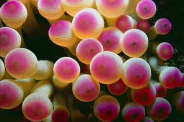 Bubble Tip Anemone - Entacmaea quadricolor clipart