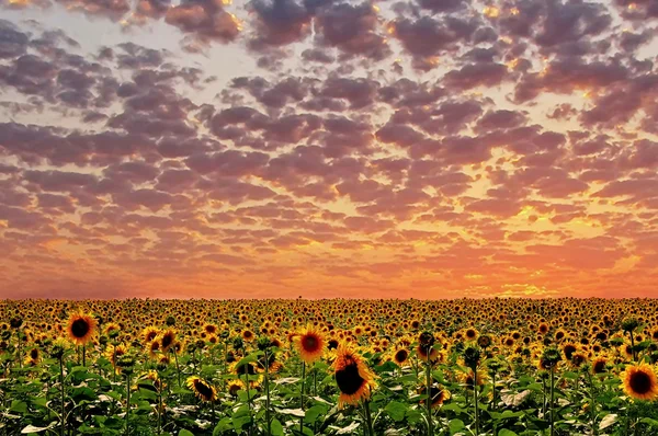 Sunset and sunflower — Stock Photo, Image