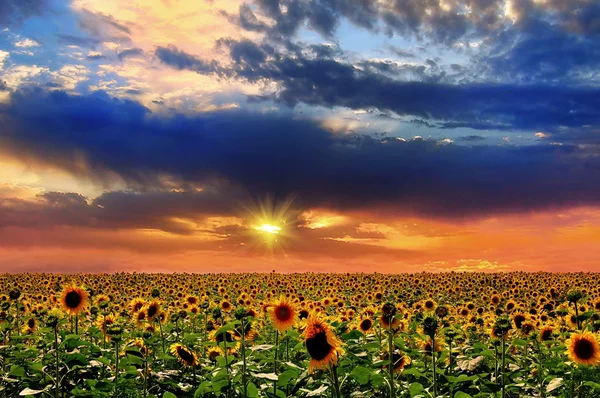 Sonnenuntergang und Sonnenblume — Stockfoto