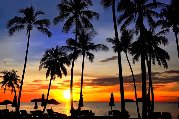 Kokospalmen op zand strand in tropic op zonsondergang — Stockfoto