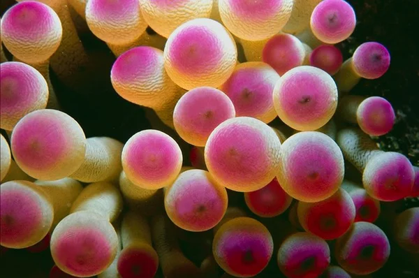 Bubble Tip Anemone - Entacmaea quadricolor Stock Image