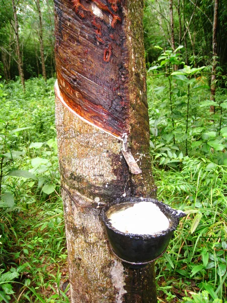 Молоко каучукового дерева течёт в деревянную чашу — стоковое фото