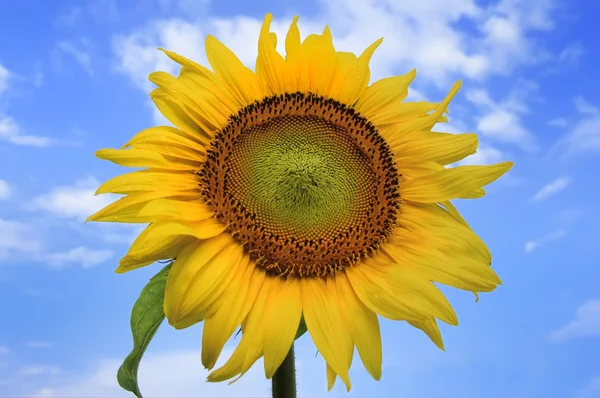 Schöne große gelbe Sonnenblume — Stockfoto