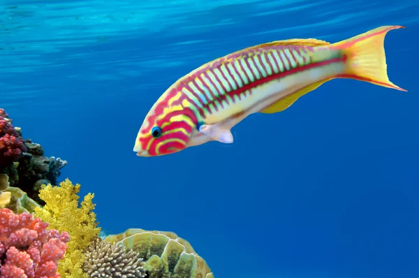 サンゴ礁の魚たちヤマブキベラ klunzingeri （klunzinger のベラ) — ストック写真