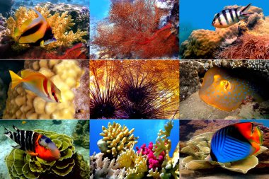 Kızıl Deniz. mercanlar balıkların