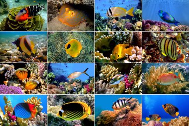 Set of 16 tropical fishes close-up clipart