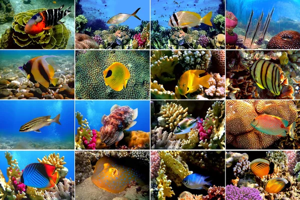 stock image Set of 16 tropical fishes close-up