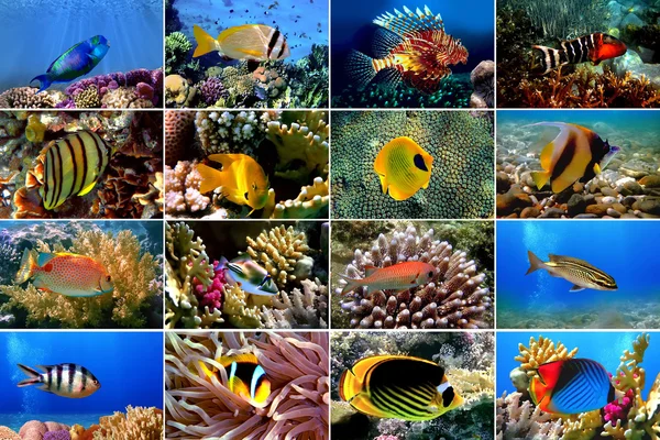 Ensemble de 16 poissons tropicaux en gros plan — Photo