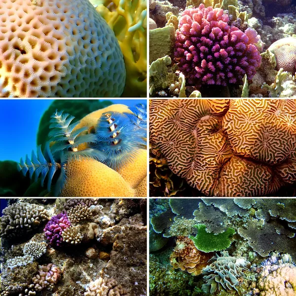 stock image Set of 6 corals images