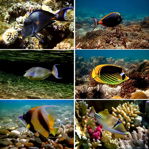 Collection de poissons tropicaux sur fond blanc — Photo