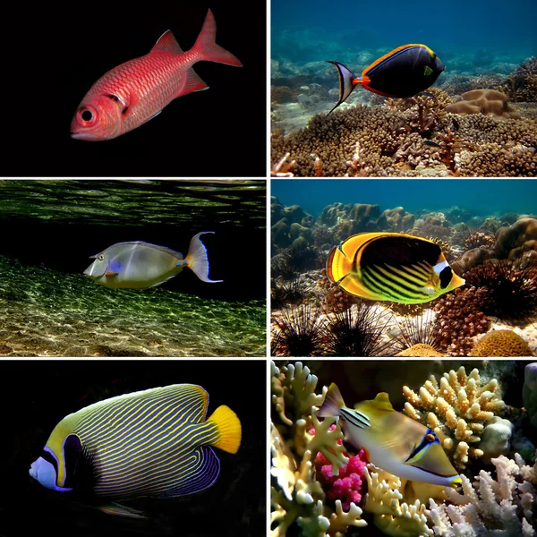 Коллекция тропических рыб на белом фоне — стоковое фото