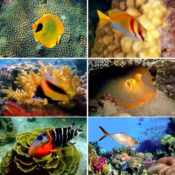 stock image Tropical fish collection on white background