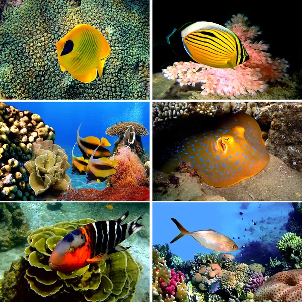 Stock image Tropical fish collection on white background