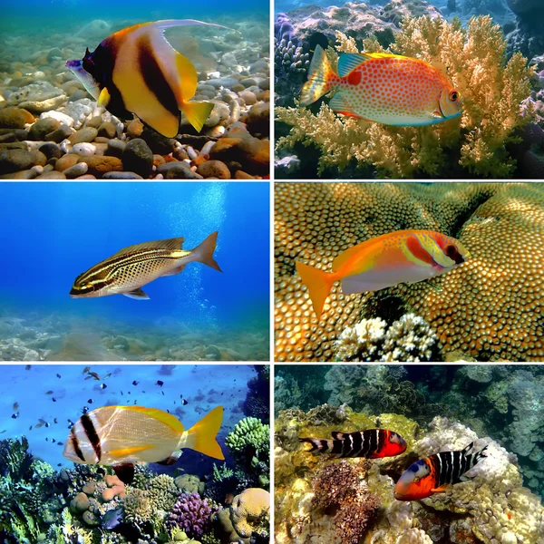 stock image Tropical fish collection on white background