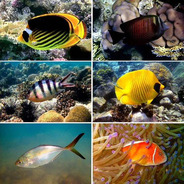 stock image Tropical fish collection on white background