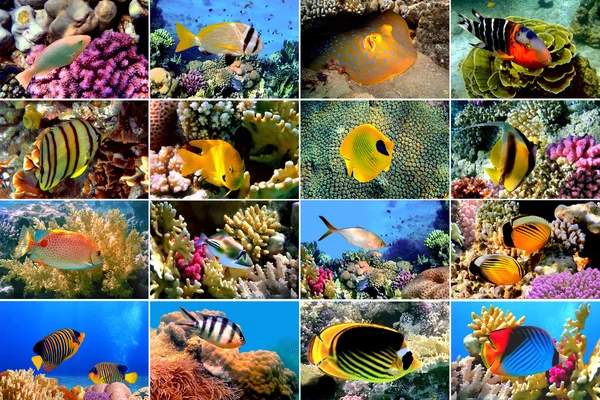 stock image Set of 16 tropical fishes close-up